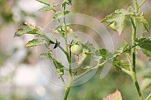 Young tomato photo