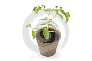 Young tomato seedling in a pot with a garden trowel