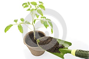 Young tomato seedling in a pot with a garden trowel