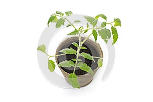 Young tomato seedling in a pot with a garden trowel