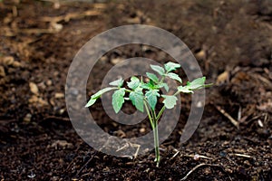 Young tomato seedling in soil. Agruculture, gardening and farming