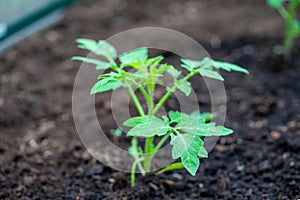 young tomato seedling in the spring, greenhouse