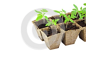 Young tomato seedling sprouts in the peat pots isolated on white background.