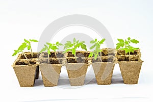 Young tomato seedling sprouts in the peat pots isolated on white background.