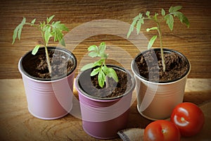 Young tomato seedlings growing in pots on wooden backdround. Gardening concept