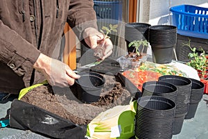 Young tomato seedlings that have been grown from seeds in the greenhouse are placed in larger planters in the spring. The gardener