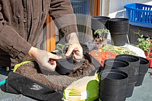 Young tomato seedlings that have been grown from seeds in the greenhouse are placed in larger planters in the spring. The gardener