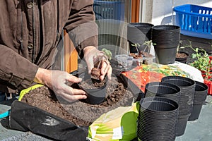 Young tomato seedlings that have been grown from seeds in the greenhouse are placed in larger planters in the spring. The gardener