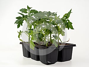 Young tomato seedlings isolated on white background.