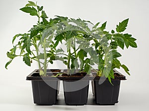 Young tomato seedlings isolated on white background.