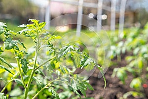 Young tomato seedlings planted in a garden bed inside a greenhouse in a village in spring