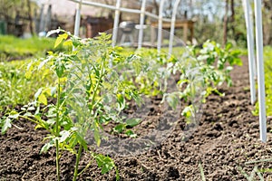 Young tomato seedlings planted in a garden bed inside a greenhouse in a village in spring