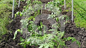 Young tomato seedlings planted in a garden bed inside a greenhouse in a village in spring