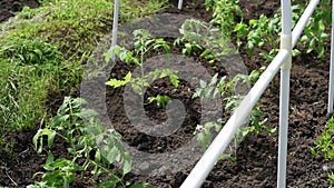 Young tomato seedlings planted in a garden bed inside a greenhouse in a village in spring