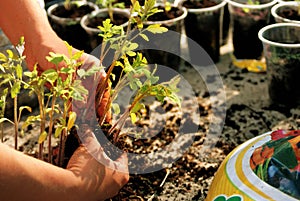 Young tomato seedlings