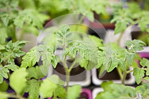 Young tomato seedlings in plastic pots