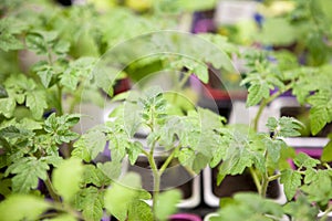 Young tomato seedlings in plastic pots