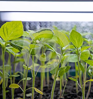 Young Tomato Seedlings