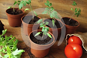 Young tomato seedlings on wooden backdround. Gardening concept