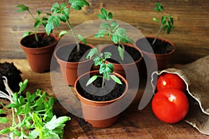 Young tomato seedlings on wooden backdround. Gardening concept.