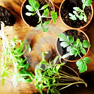 Young tomato seedlings on wooden backdround. Gardening concept. Top view.