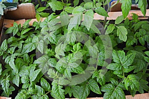 young tomato sprouts germinate at home