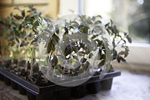 Young tomato sprouts in a plastic container by the window