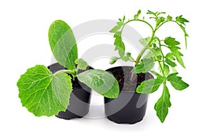 Young tomato and zucchini seedlings on isolated white background