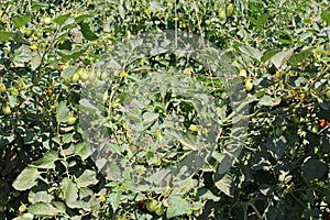 Young tomatoe garden