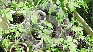 Young tomatoes and green vegetable plants growing in spring on sunlight. Small and fresh plants. Producing organic food.