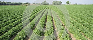 Young tomatoes plantation furrows photo
