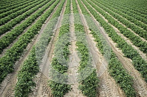 Young tomatoes plantation furrows photo