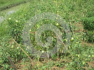 Young tomatoes are still on the young tree