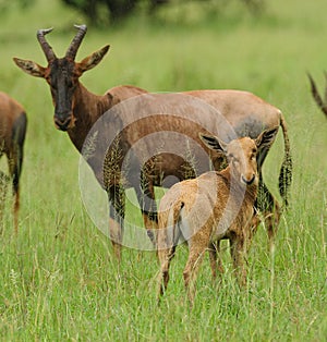 Young Topi with mother