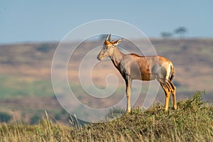 Young topi stands on mound in profile