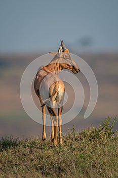 Young topi stands on mound turning head