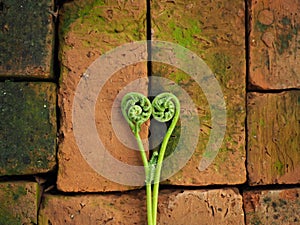 Young tops of fern on bricks.