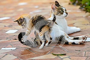 Mladý kaliko mačiatko mačka šmirgľový na chvost na žena dospelý mačka 