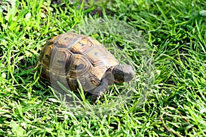 Young tortoise on lawn