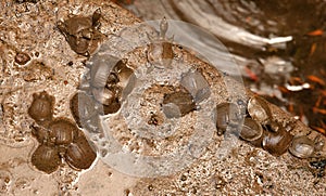 Young tortoises