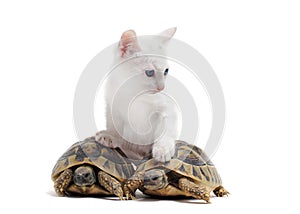 Young Tortoises and cat