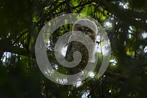 Young towny owl in the forest. Brown owl sitting on tree stump in the dark forest habitat. Beautiful animal in nature. Wildlife