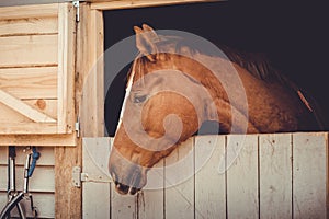 Young trakehner chestnut mare horse looking out from stall daytime