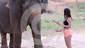 Young traveler pretty girl feeds elephant by hand, elephant grab banana by proboscis