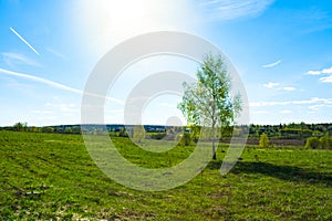Young Tree Birch On Green Meadow.