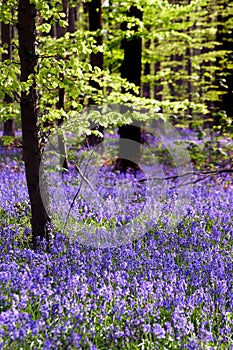 Young tree and bluebell carpet