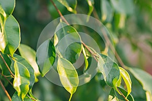 Young Tree Branches Fresh Green Leaves Botanical Foliage Background. Golden Sunlight Flare at Dawn. Easter Nature Awakening Spring