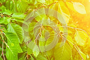 Young Tree Branches Fresh Green Leaves Botanical Foliage Background. Golden Sunlight Flare. Nature Awakening. Spring Summer.