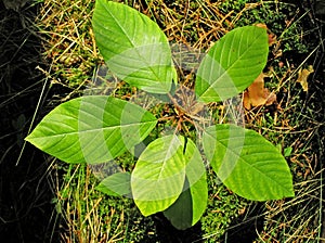Young tree. Buckthorn.