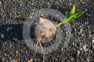 Young tree coconut seedling